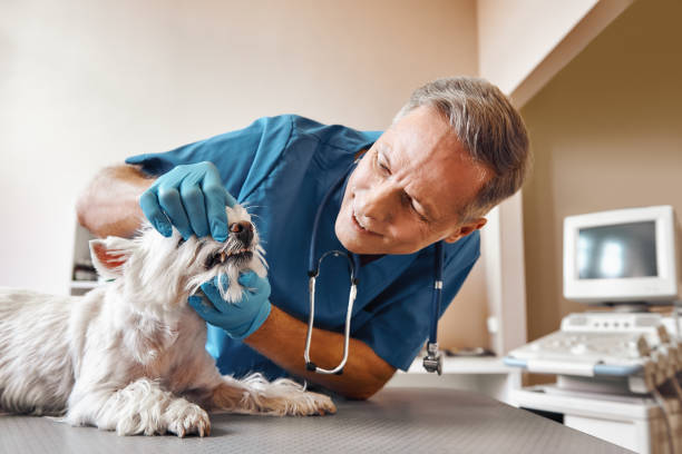Best Dentist for Tooth Abscess  in Wellsboro, PA
